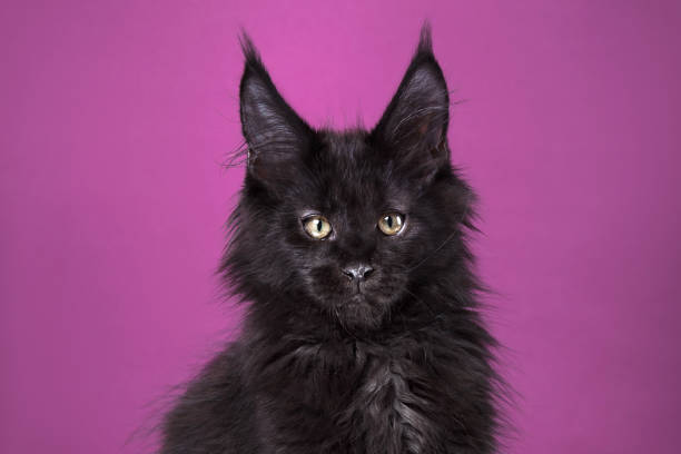 A fluffy black kitten with piercing yellow eyes on a purple background