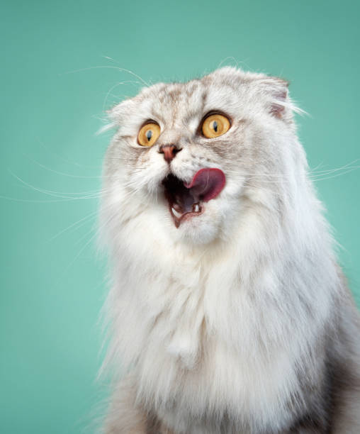 istock A shocked Scottish Fold cat with wide eyes and a fluffy white coat 1923405066