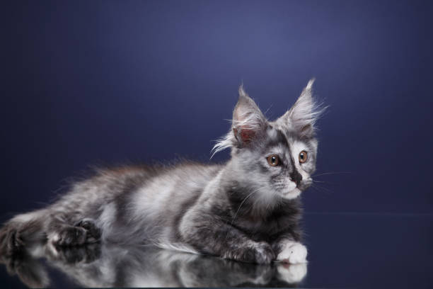 Blue Maine Coon kitten reclines, blue studio background. This young cat's inquisitive eyes and wild tufts give a playful vibe