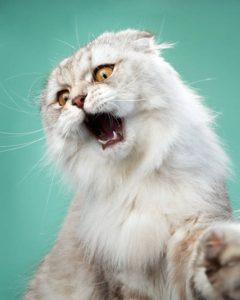 istock Curious Scottish Fold cat with a serene gaze, mint background 1923405071