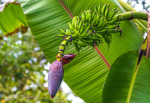 Bunch of bananas hanging on it's tree