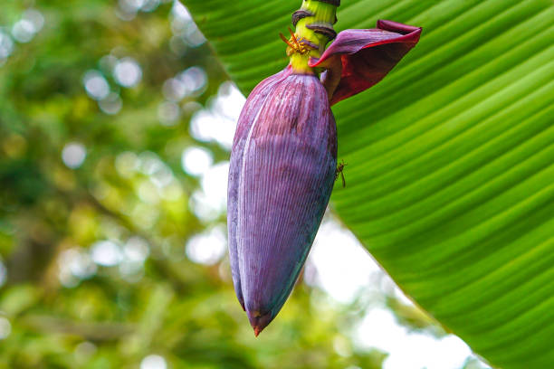 Banana male flower bud
