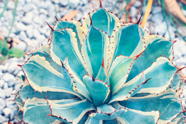 istock Close-up of agave plant. 1923414054