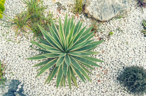 Agave americana, century plant, spreading thick blue-green leaves across rocky red terrain with sharp-edged succulent foliage