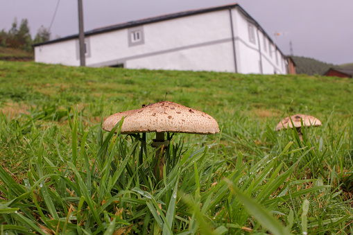 Nature's dance floor: mushrooms adding a touch of elegance to the mountain meadow