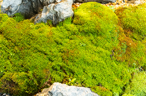 Overhead shot of green moss texture background.