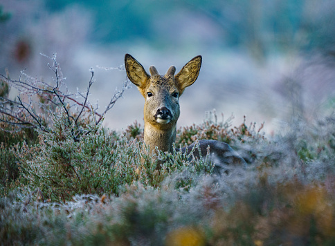 I had such a beautiful encounter with this gorgeous roe deer on Christmas Day it was a frosty morning and very cold . This become all worth it when I captured this.