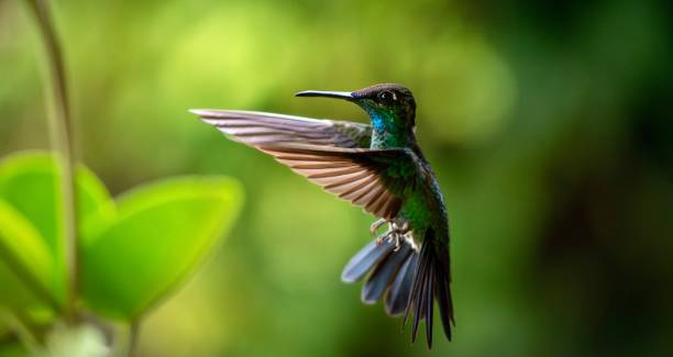 istock Hummingbird Heliodoxa leadbeateri 1923443060