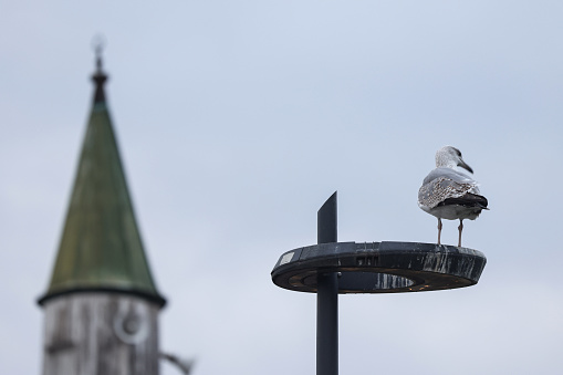 Seagull standing on a street lamp and a mosque minaret behind it