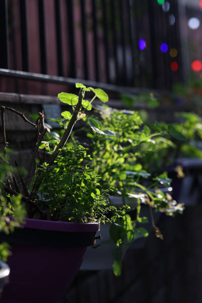 Growing flowers in pots on the balcony