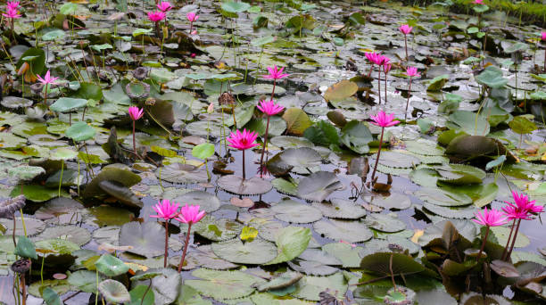 istock Beautiful water lily. Lotus pond 1923461732
