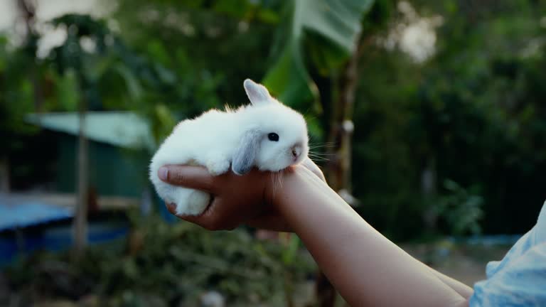 Adorable little bunny in woman hands in the garden.