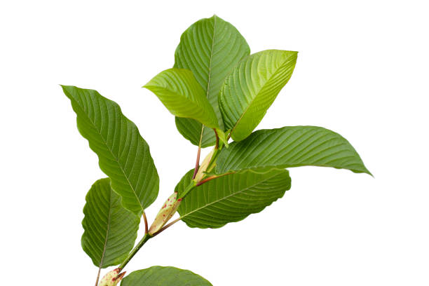 istock Kratom, Mitragyna speciosa on white background. 1923468117