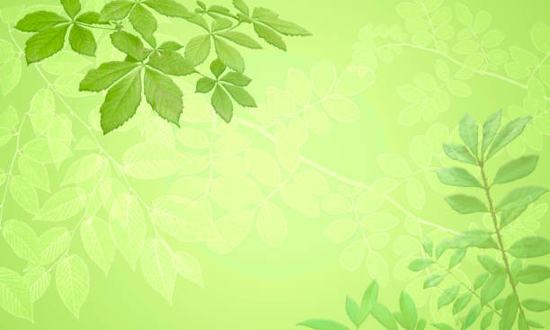 istock Summer or Spring Leaves Background with Copy Space 1923470718