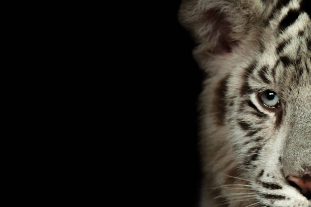 Eye of Tiger Panthera tigris