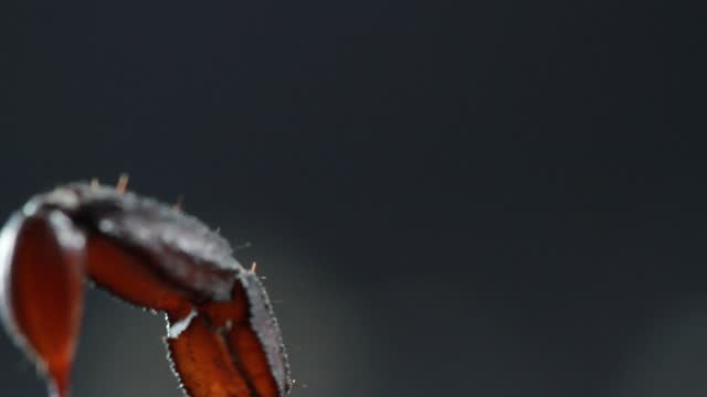 Mexican scorpion (Vaejovis mexicanus) close up tail