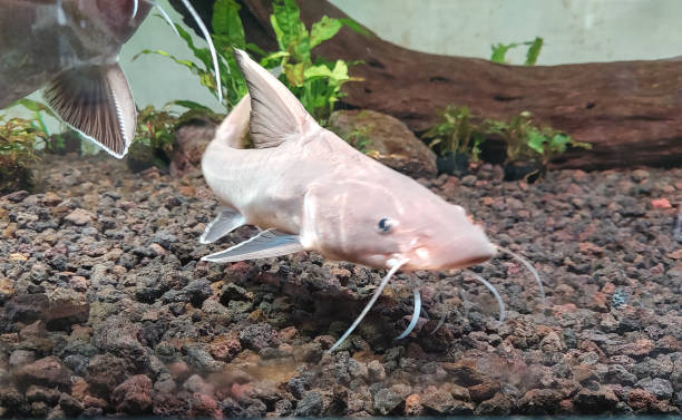 120+ Aquarium Tanks For Sale Stock Photos, Pictures & Royalty-Free ...