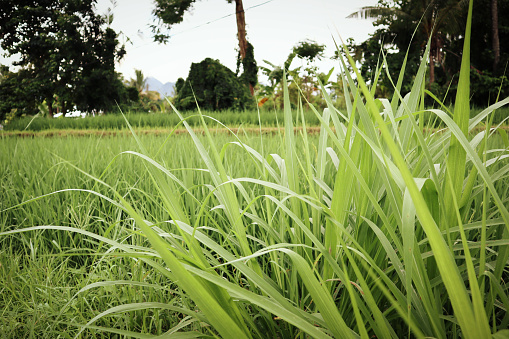 Weeds are wild plants that can grow almost anywhere and can be cultivated for livestock food supplies.