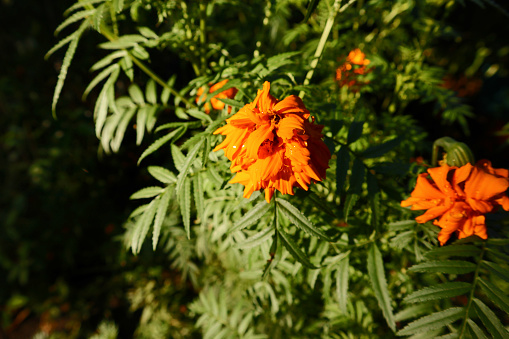Photo showing a clump of bright orange tiger lily flowers, growing outside in an ornamental flower border, in the summer.  The lilies are pictured in full bloom, in the early summer.  The Latin name for this plant is: Lilium lancifolium.
