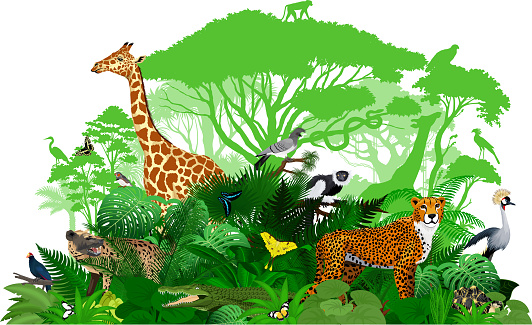 Vector Africa tropical jungle rainforest illustration with animals