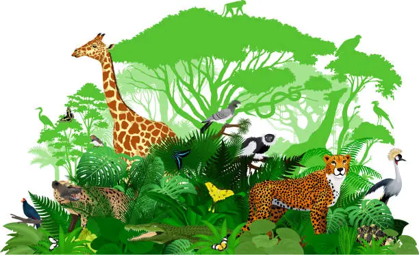 Vector illustration of Vector Africa tropical jungle rainforest illustration with animals