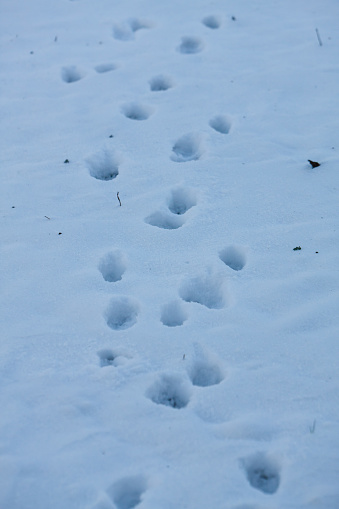 December 7, 2024: Footprints in the snow