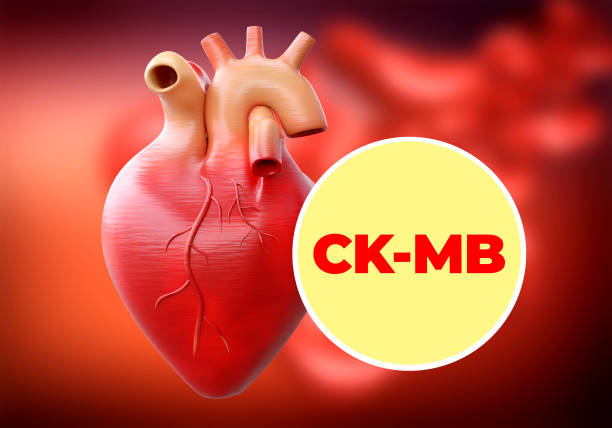 ck-mb jest enzymem i markerem biochemicznym serca, którego podwyższenie może wskazywać na ostry zawał mięśnia sercowego - c._k. zdjęcia i obrazy z banku zdjęć
