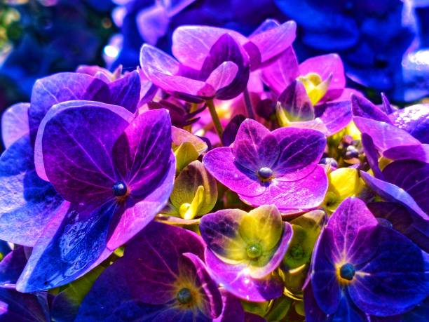 istock purple flower petals 1923507561