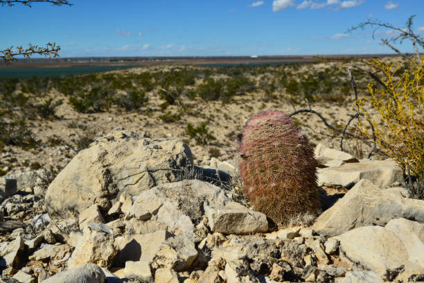 cacti new mexico. echinocereus pectinatus (rubispinus), rainbow hedgehog cactus in a rocky desert in new mexico, usa - desert cactus flower hedgehog cactus photos et images de collection