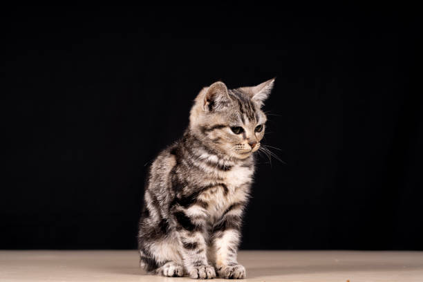 istock A cute little cat in the background 1923535869
