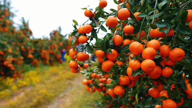 Agriculture, wellness and closeup of oranges on tree on farm for healthy vitamin c nutrition. Sustainable, agro and zoom of fresh, organic and citrus fruit for supermarket production in nature.