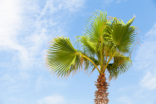 A palm tree is under blue sky on a sunny day. Washingtonia robusta, known by common name as the Mexican fan palm, Mexican washingtonia, or skyduster