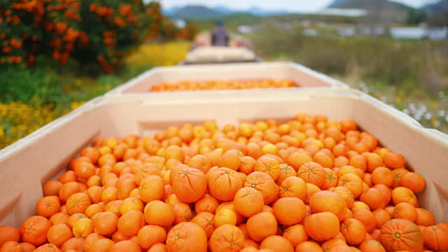 Agriculture, wellness and closeup of oranges on farm in barrel for healthy vitamin c nutrition. Sustainable, agro and zoom of fresh, organic and citrus fruit for supermarket production in nature.