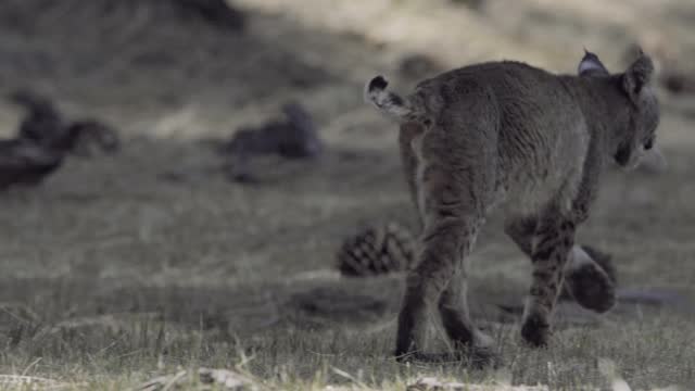 Bobcat (Lynx rufus) slowmotion walking front