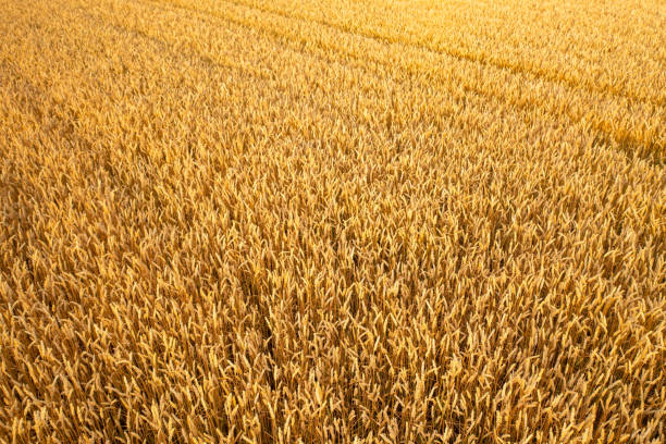 Ripe wheat grows in large field at sunset light aerial view. Rich crop of cereal cultures waits for harvesting on agricultural plantation