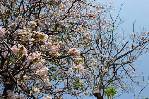 Cherry Blossom Organic Tea Garden with Sunny Weather