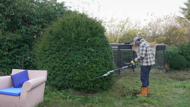 Shaping a Conifer Topiary Tree