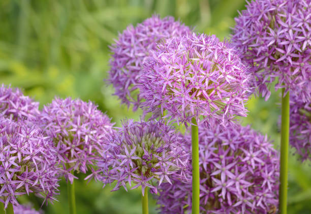 istock Allium aflatunense flower on blurred background 1923575948