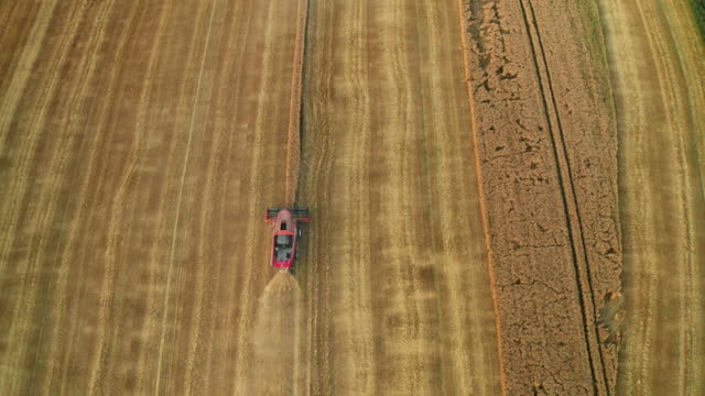 Heavy combine harvester crops barley driving in field