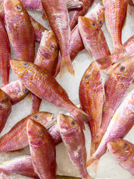 Beautiful fresh red mullet fishs on ice at food market stalls. Seafood background with copy space. Food poster for marketing or sales. Mullus barbatus - an important part of Italian cuisine.