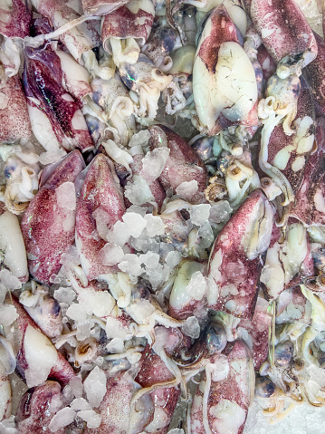 Close-up of fresh squid (Loligo duvauceli) on ice at a fish market stall. Seafood background with copy space. Food poster for marketing or sales. Calamari - an important part of Italian cuisine.