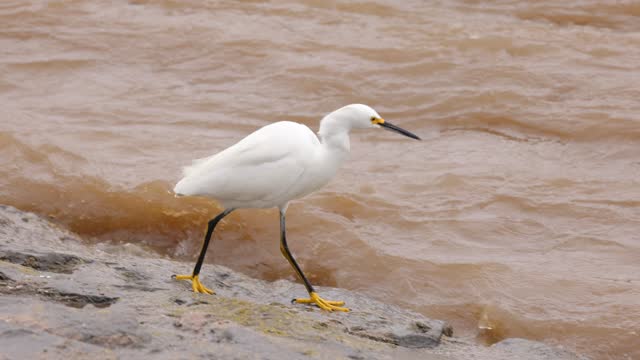 Snowy Egret and flooded Los Angeles River after heavy rain