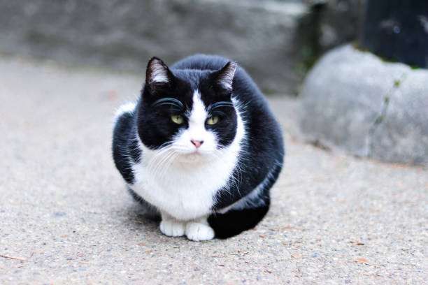 istock Cute fat cat lying in the sun in winter 1923620468