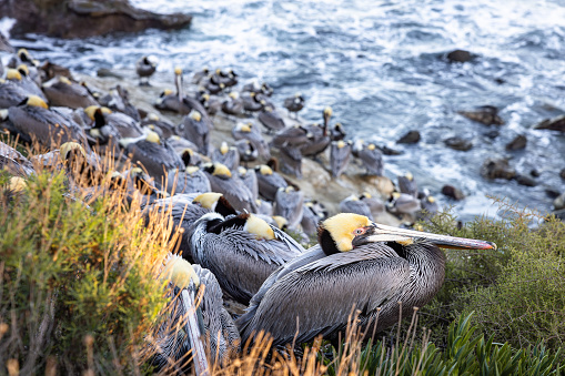 Brown pelicans with large beaks are resting on a Pacific coast cliff near the water in La Jolla