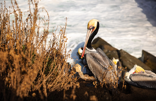 Brown pelicans with large beaks are resting on a Pacific coast cliff near the water in La Jolla