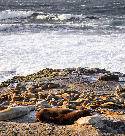 Lots of adorable seals and sea lions lounging on a rock washed by the waves on the Pacific coast in La Jolla California