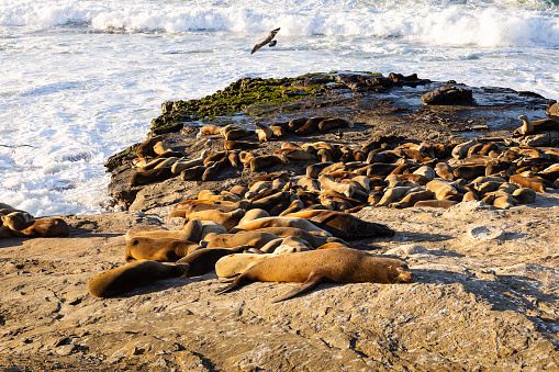 Lots of adorable seals and sea lions lounging on a rock washed by the waves on the Pacific coast in La Jolla California