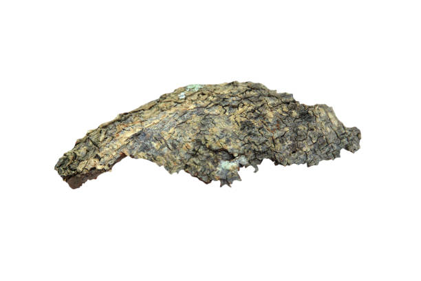 istock dry bark fragments peeling off from the trunk isolated on white background with clipping path.Selection focus. 1923638779