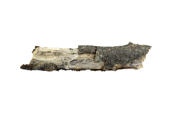 istock small dry branches isolated on white background with clipping path.Selection focus. 1923638803