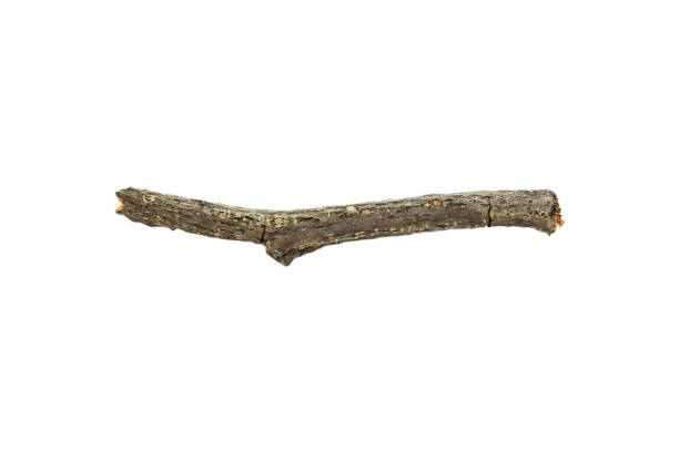 istock small dry branches isolated on white background with clipping path.Selection focus. 1923638805